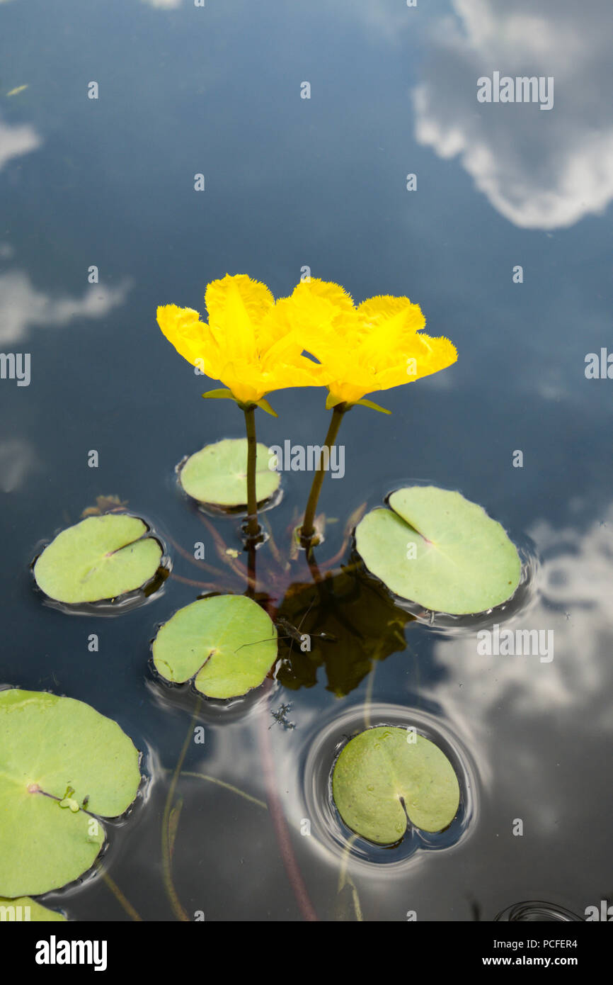 Orlata di acqua-lily, Nymphoides peltata, due fiori nel laghetto in giardino, giallo, Sussex, Regno Unito, Luglio Foto Stock