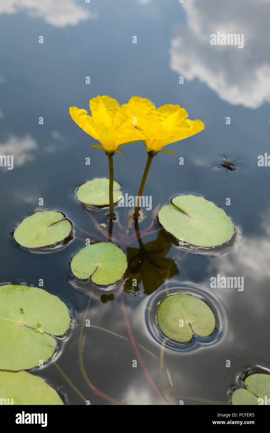Orlata di acqua-lily, Nymphoides peltata, due fiori nel laghetto in giardino, giallo, Sussex, Regno Unito, Luglio Foto Stock