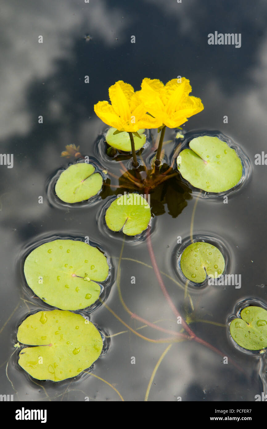 Orlata di acqua-lily, Nymphoides peltata, due fiori nel laghetto in giardino, giallo, Sussex, Regno Unito, Luglio Foto Stock