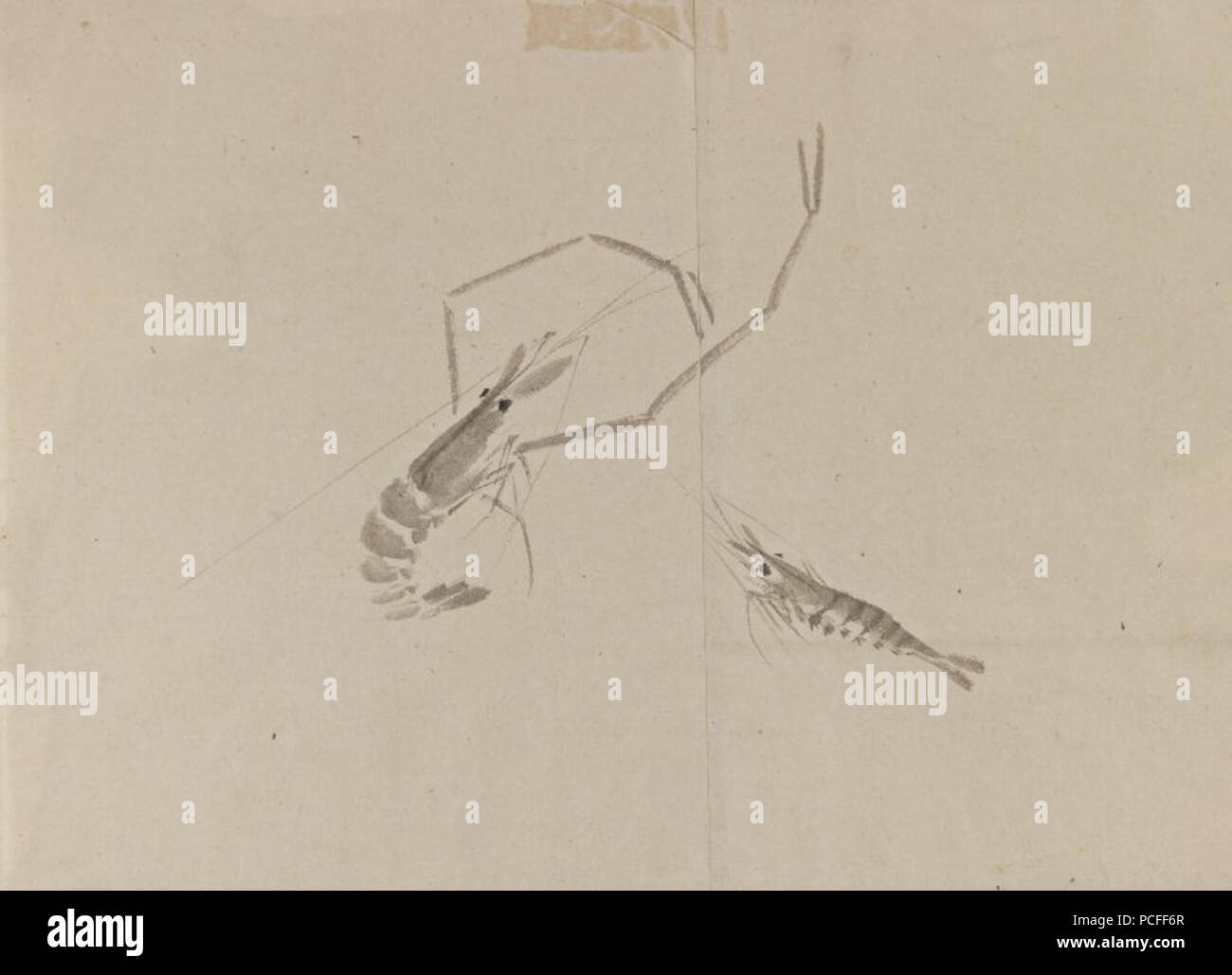 100 Brooklyn Museum - Disegno di due gamberi di fiume Foto Stock