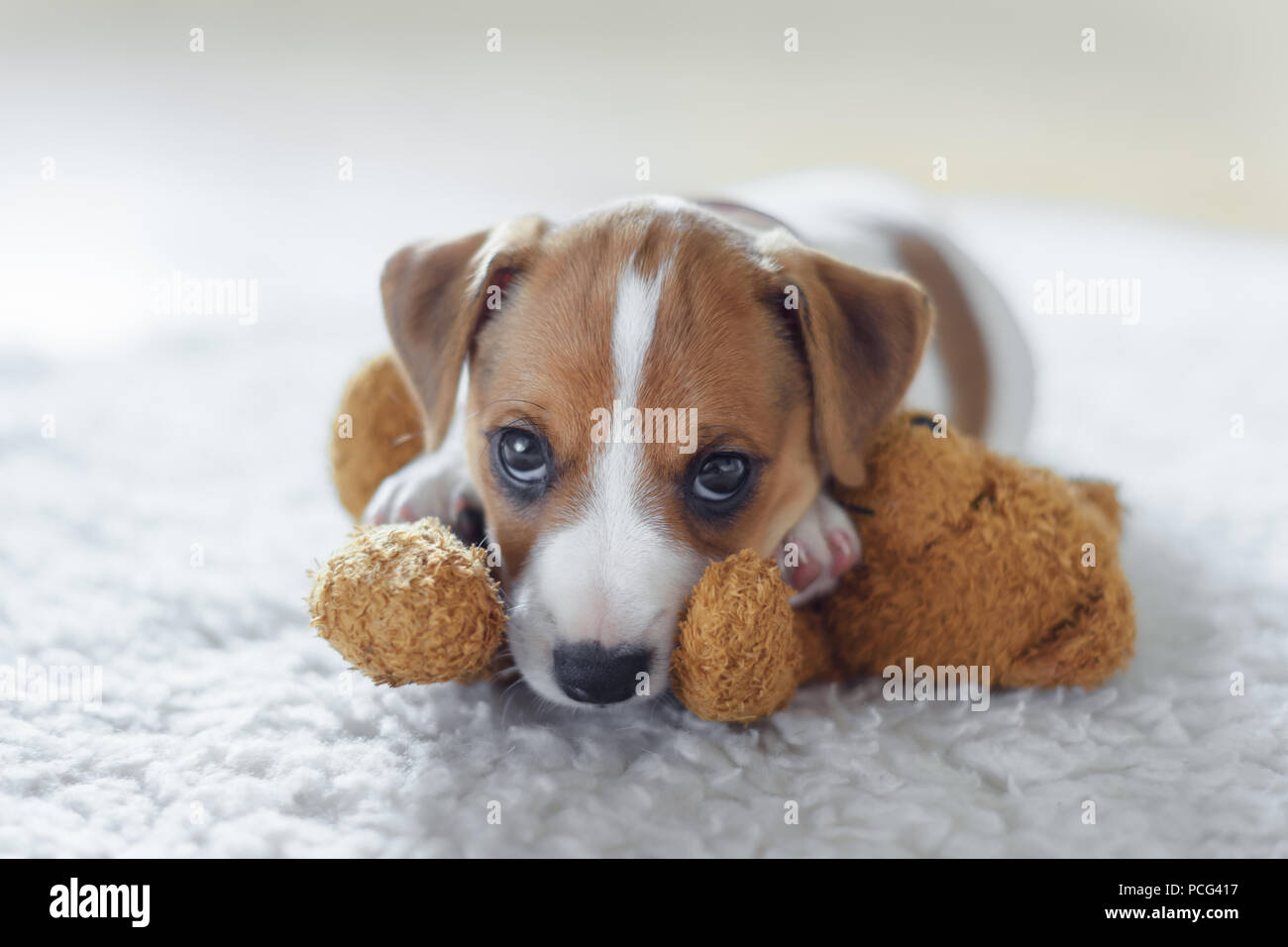 Jack Russel terrier cucciolo Foto Stock