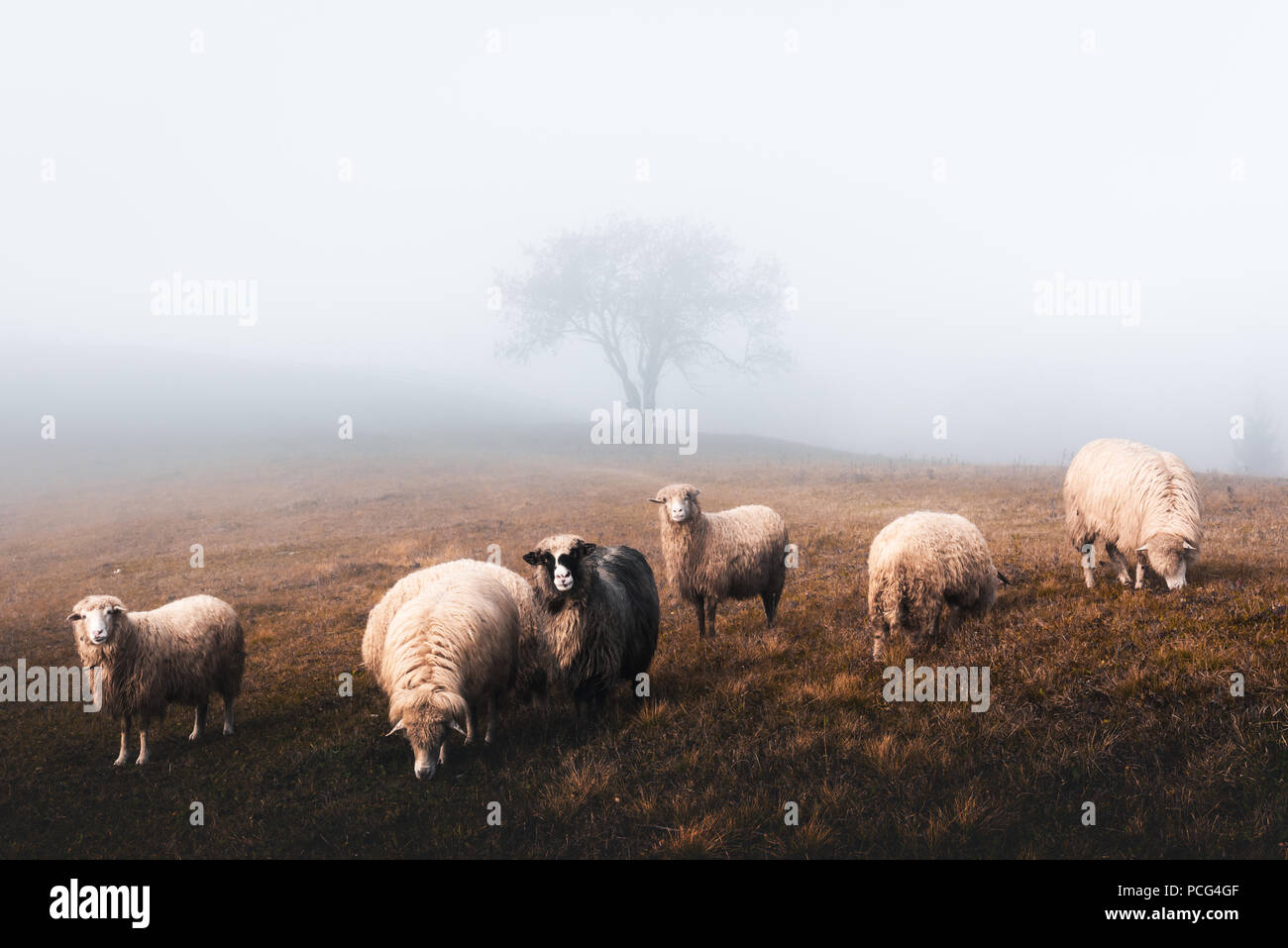 Allevamento di pecore in autunno le montagne Foto Stock