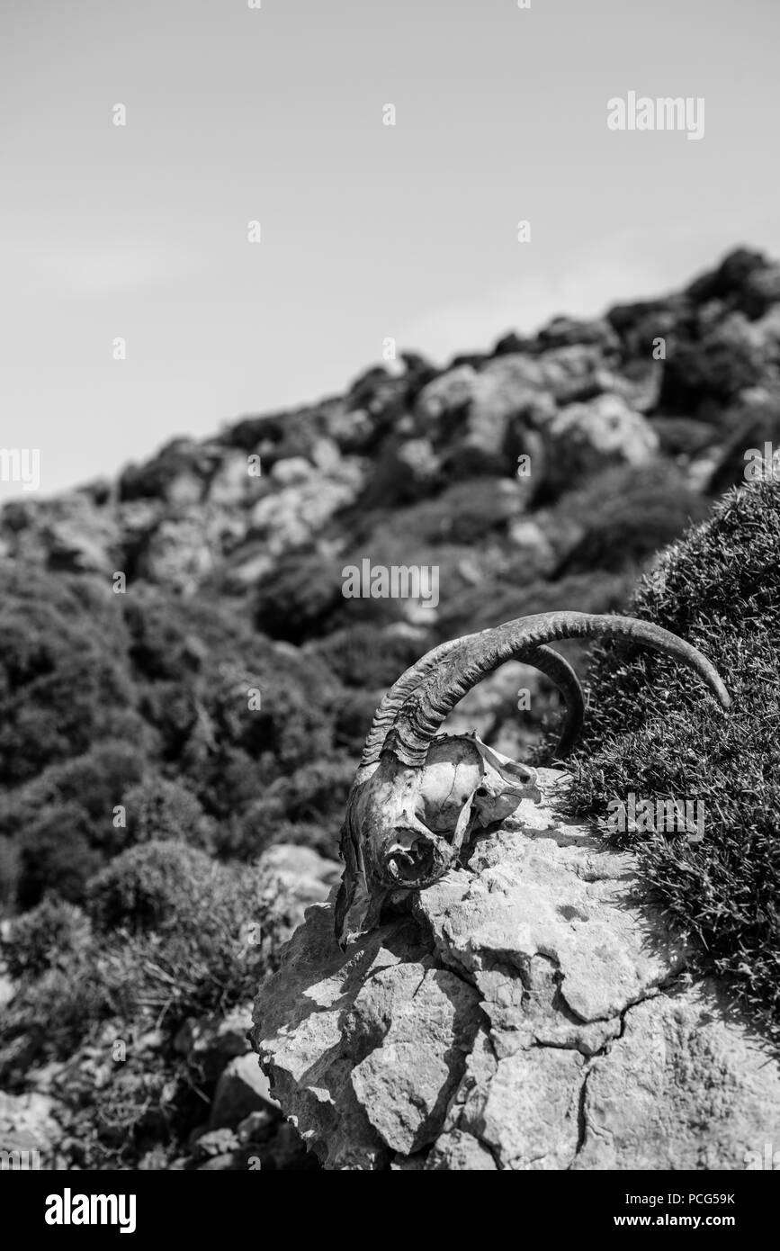 Il scull di un animale selvatico sulla roccia in terreni accidentati. In bianco e nero girato. Foto Stock
