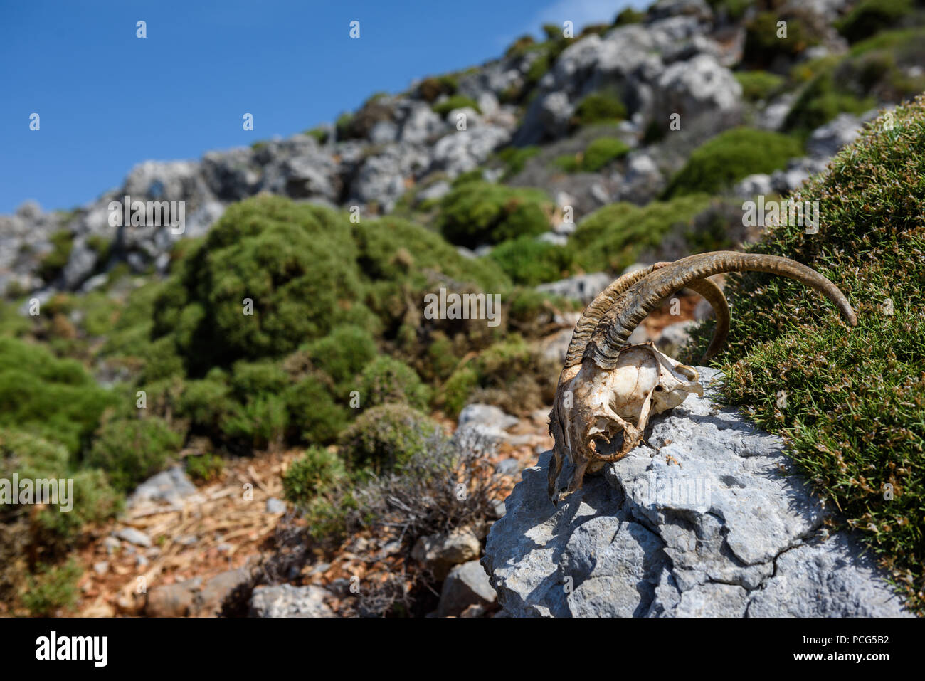 Il scull di un animale selvatico sulla roccia in terreni accidentati. Kalymnos, Grecia Foto Stock