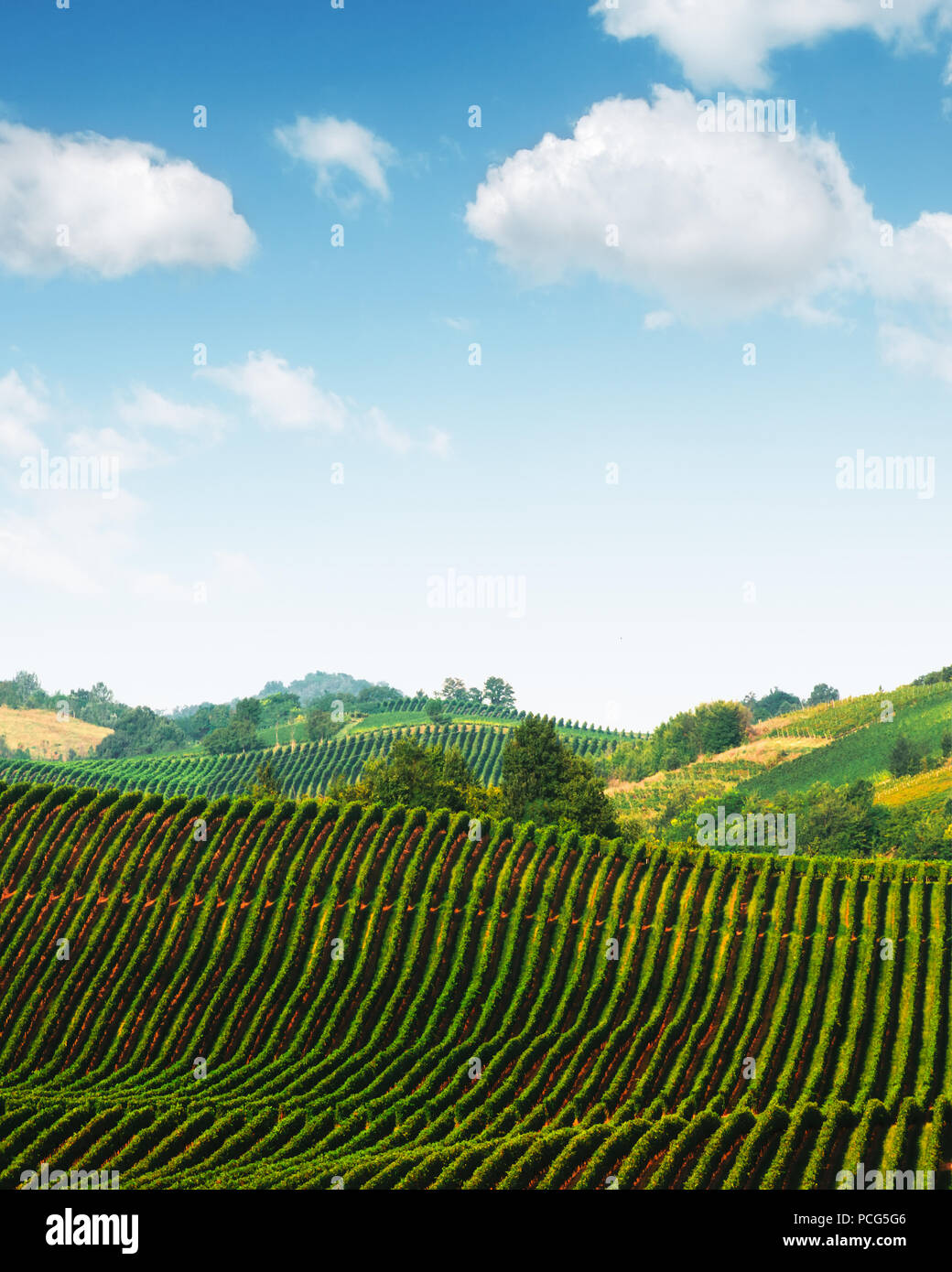 Incredibile paesaggio rurale con verde vigneto Foto Stock Incredibile paesaggio rurale con verde vigneto Foto Stock