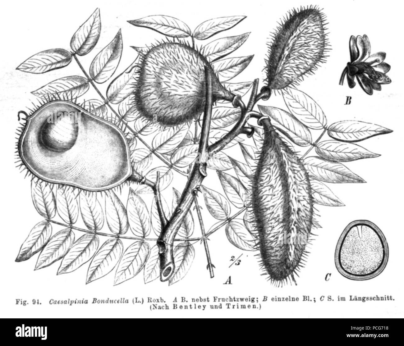 108 Caesalpinia bonduc Taub94 Foto Stock