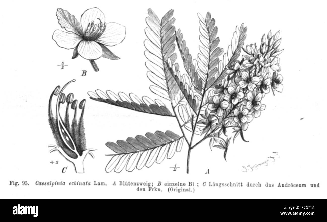 108 Caesalpinia echinata Taub95 Foto Stock