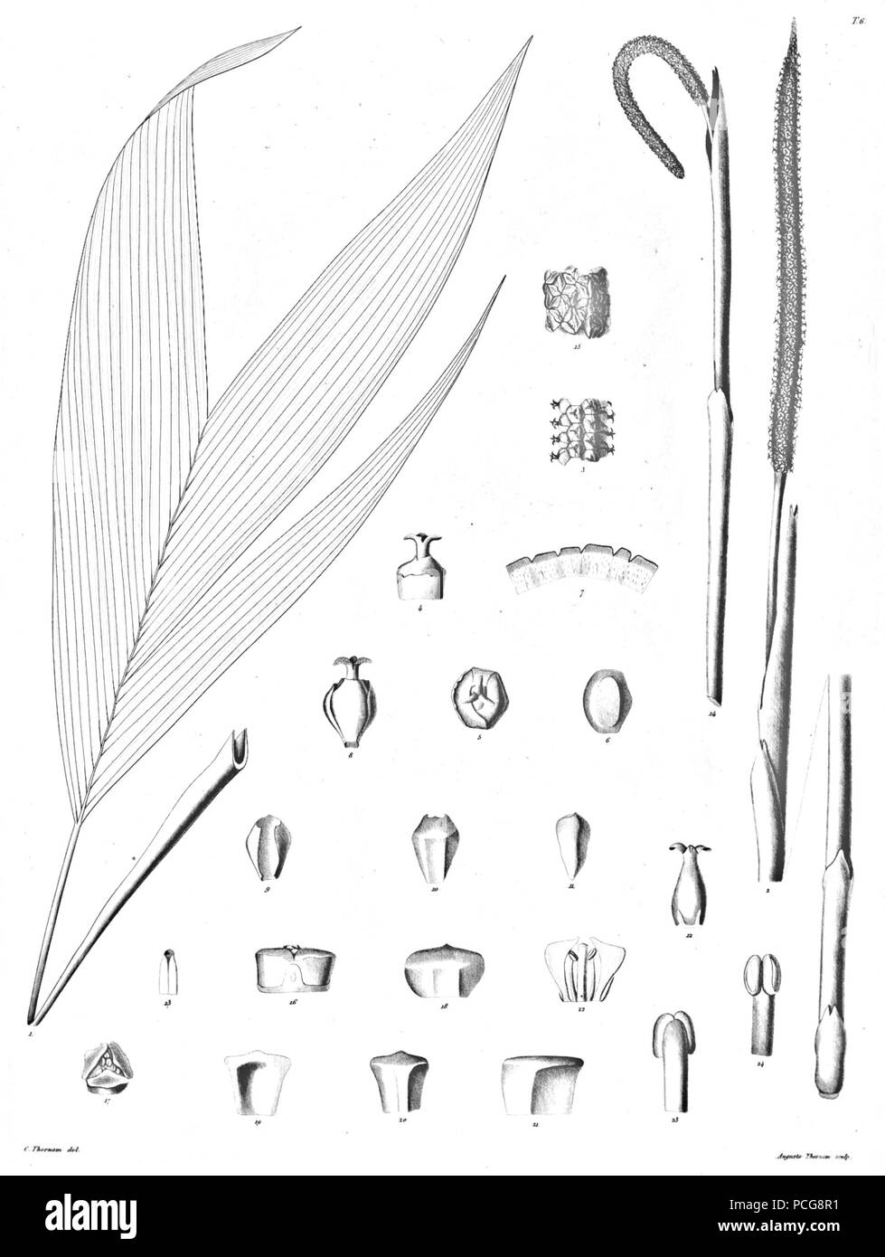 122 Chamaedorea sp Ørsted3 Foto Stock