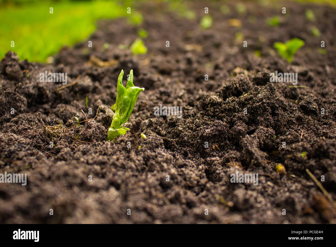 Nuova vita Foto Stock