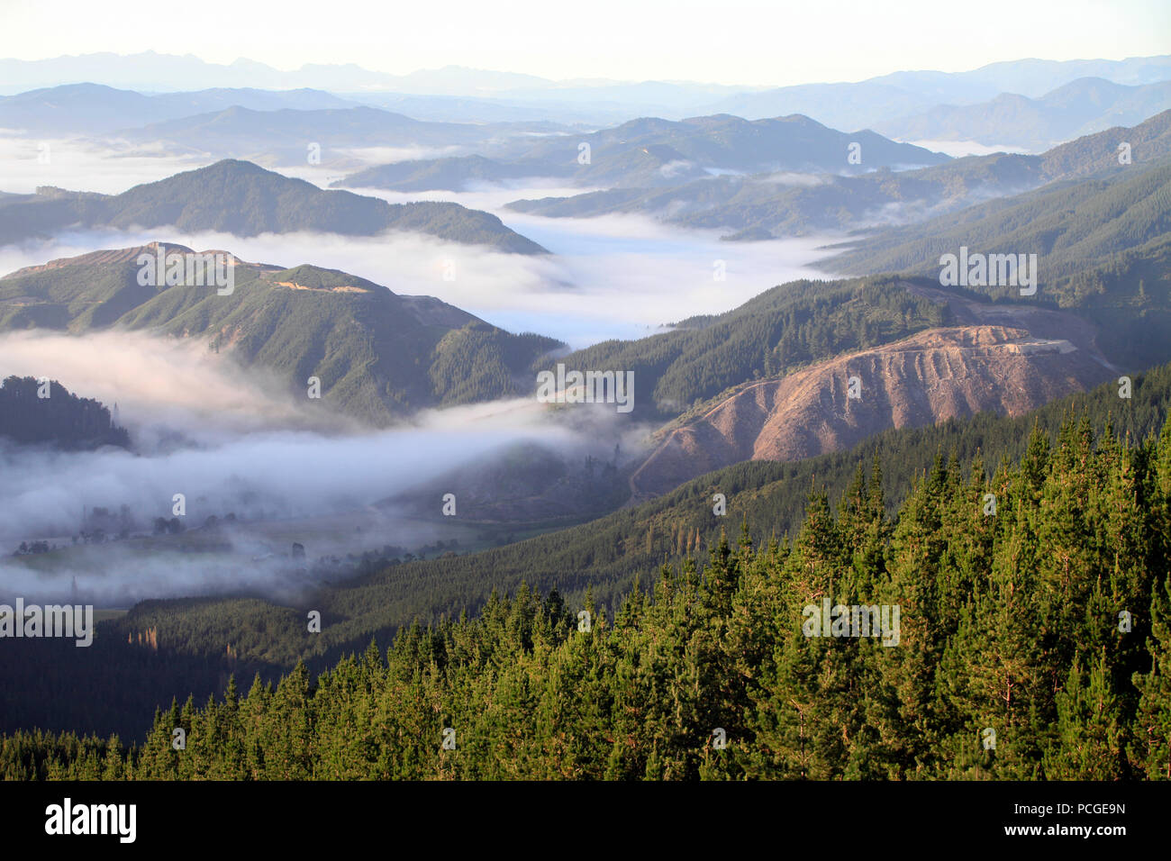 Foto di Tim Cuff - 8 Febbraio 2018 - Regione di Nelson, Nuova Zelanda Foto Stock
