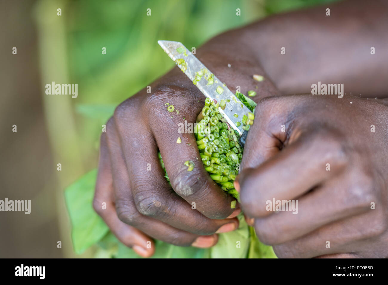 Close up di verdi essendo tagliato in una ciotola in preparazione per un pasto in Ganta, LiberiaGanta, Liberia Foto Stock