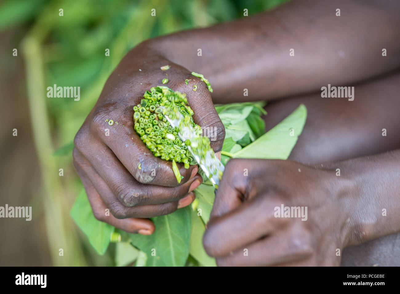 Close up di verdi essendo tagliato in una ciotola in preparazione per un pasto in Ganta, LiberiaGanta, Liberia Foto Stock