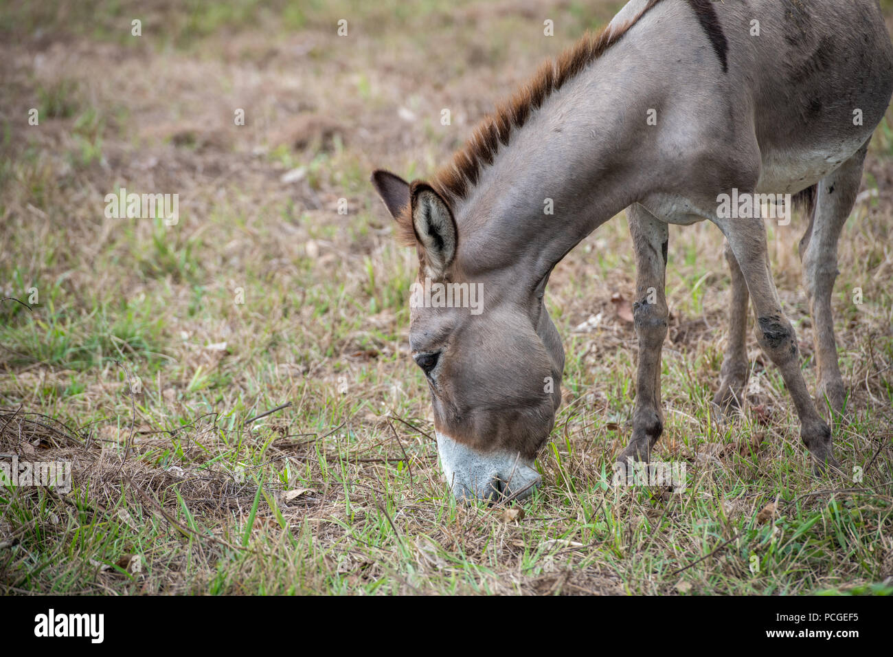 Un asino (Equus asinus) sfiori in una fattoria in Ganta, Liberia Foto Stock