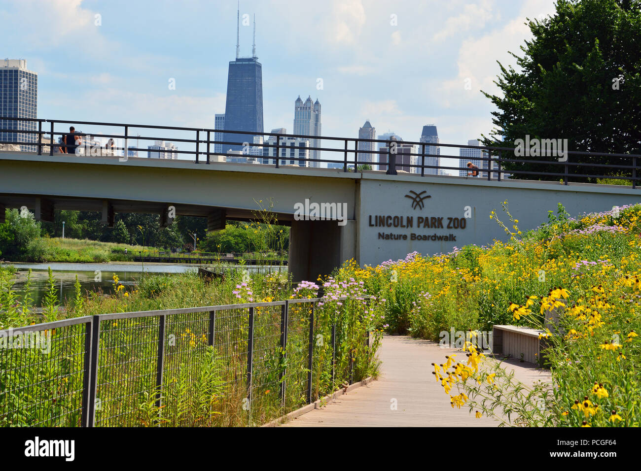 La natura Boardwalk intorno al laghetto del Sud presso il Lincoln Park Zoo funzioni native di piante del Midwest. Foto Stock