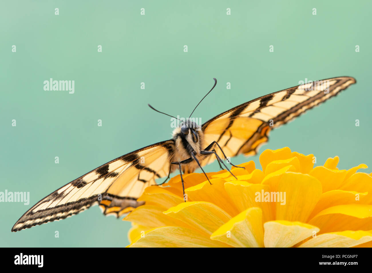 Coda forcuta butterfly Papilio canadensis con ali stese su un giallo tagete, vista frontale su uno sfondo semplice. Foto Stock