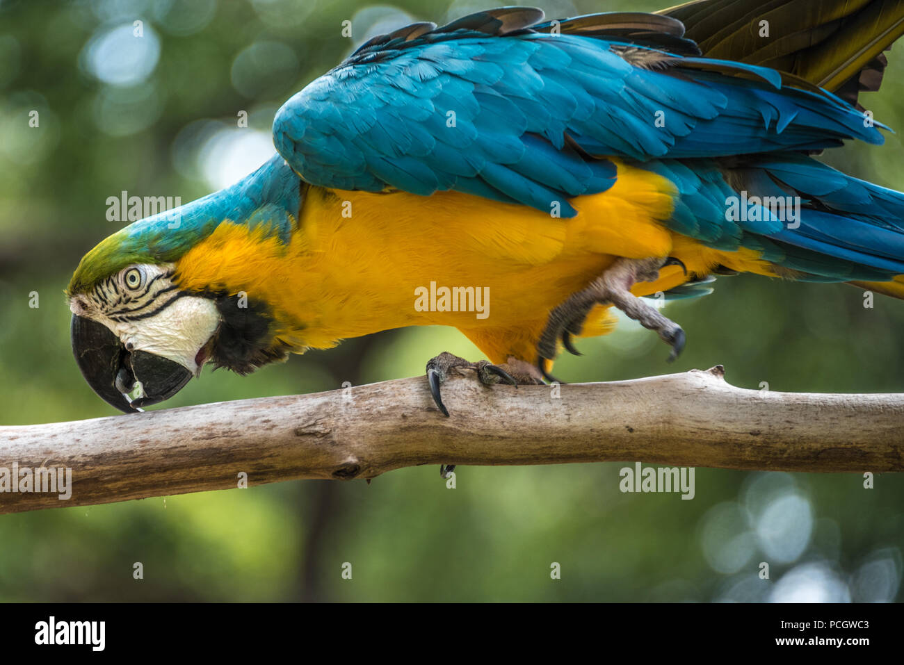 Un vibrante blu-giallo macaw (noto anche come un blu e oro macaw) al Sant'Agostino Alligator Farm Zoological Park di sant'Agostino, FL. (USA) Foto Stock
