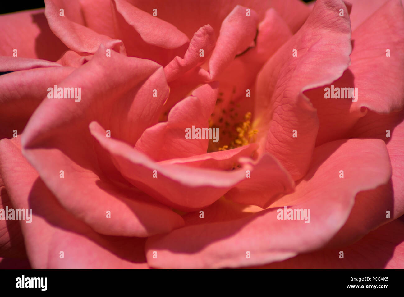 Un primo piano colpo di bella vivid i petali di rose Foto Stock