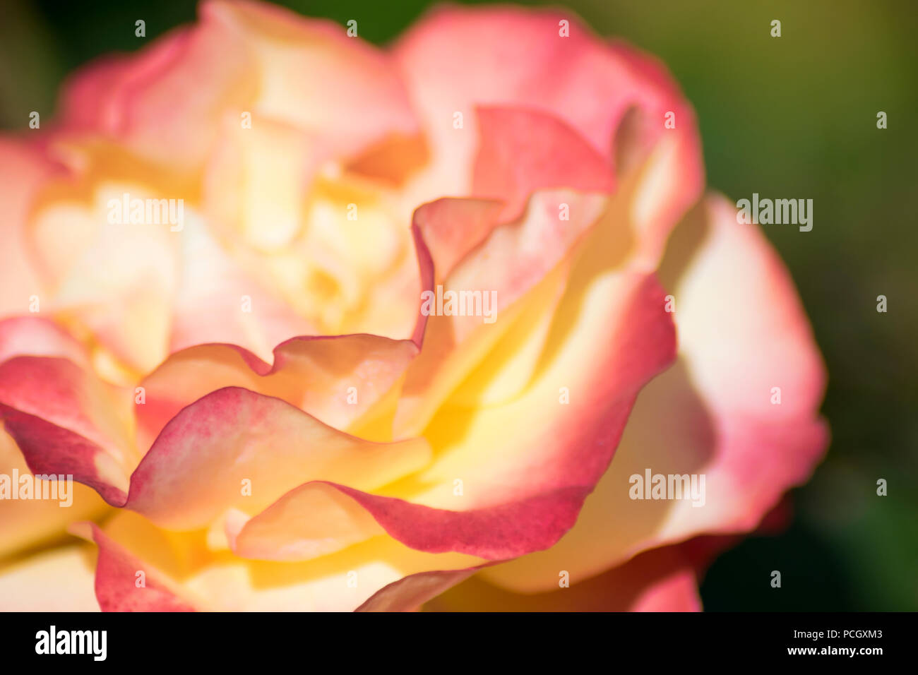 Un primo piano colpo di bella vivid i petali di rose Foto Stock
