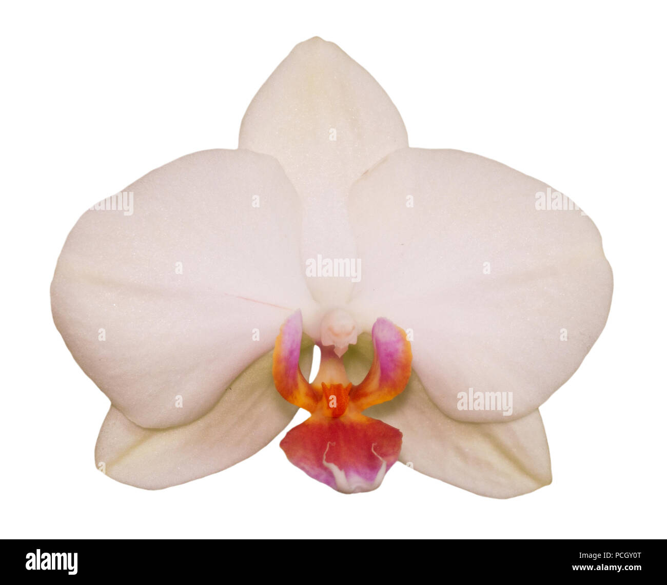Orchird fiore isolato su bianco Foto Stock
