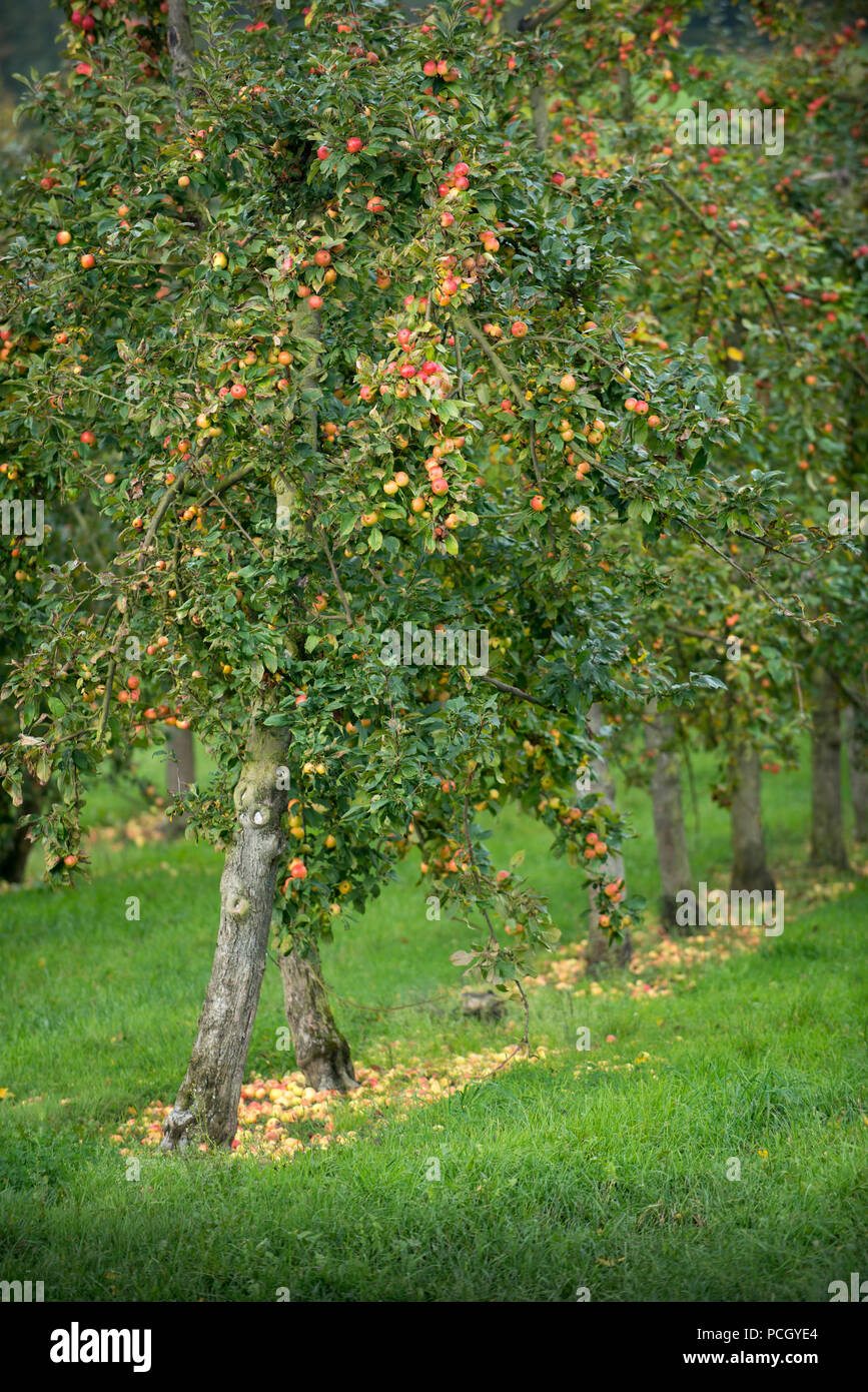 Le Breuil-en-Auge (Normandia, a nord-ovest della Francia): Distilleria di Calvados del ÒChateau du BreuilÓ castello. Alberi di mele Frutteti Foto Stock