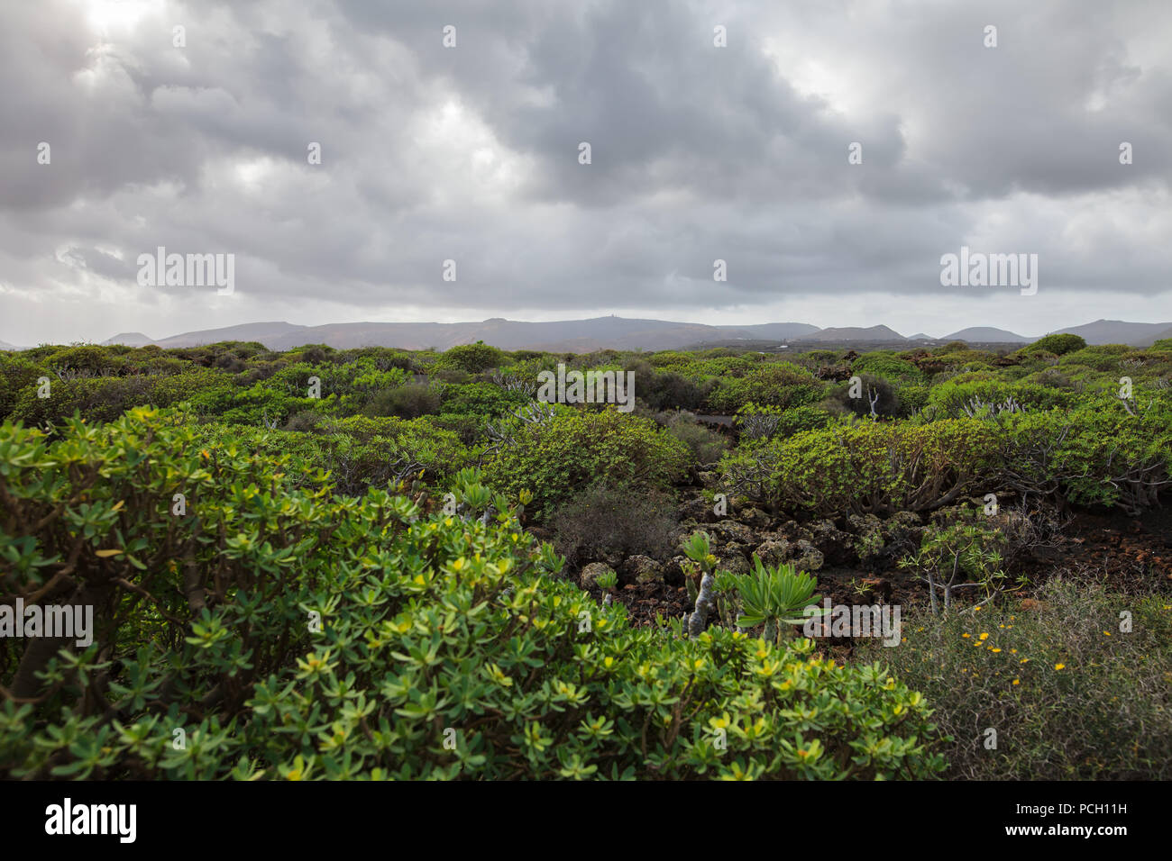 Lanzarote unico paesaggio con campo di lava coperto di piante. La natura dello sfondo. Isole Canarie, Spagna. Foto Stock