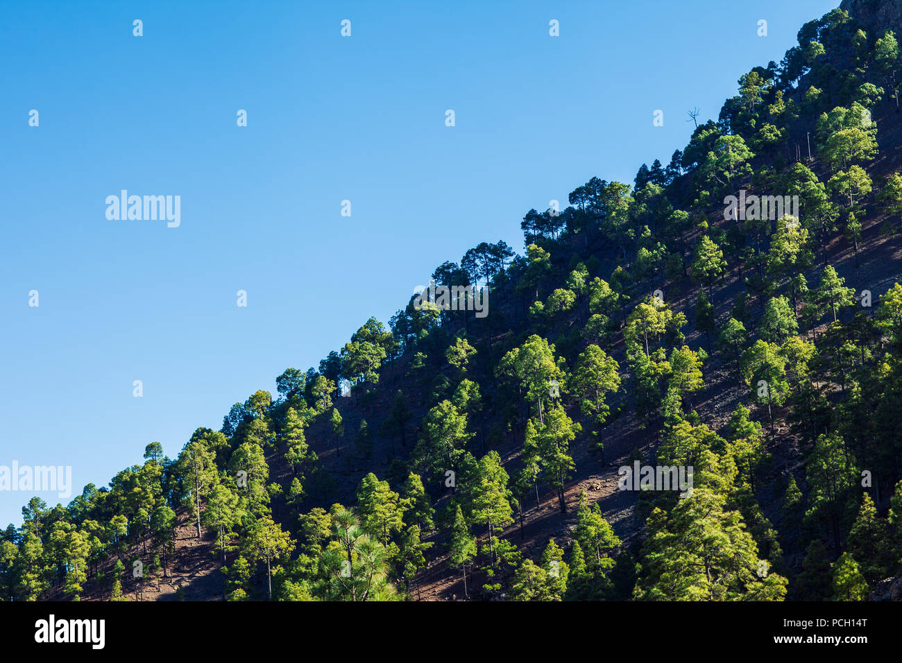Сoniferous foresta sul pendio della montagna nel Parco Nazionale di Tenerife, Isole Canarie, Spagna. Sullo sfondo della natura Foto Stock