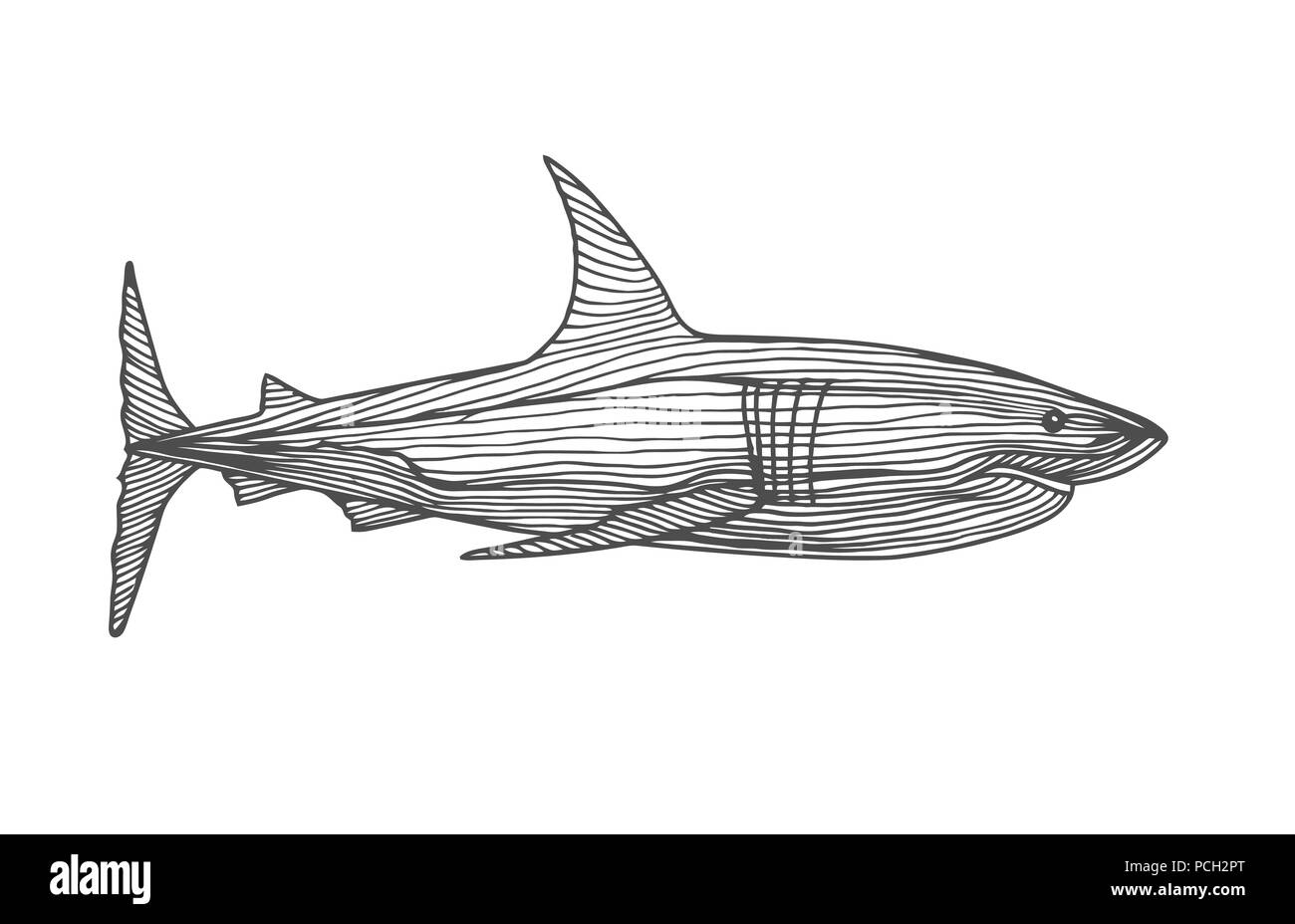 Pesci predatori shark Illustrazione Vettoriale