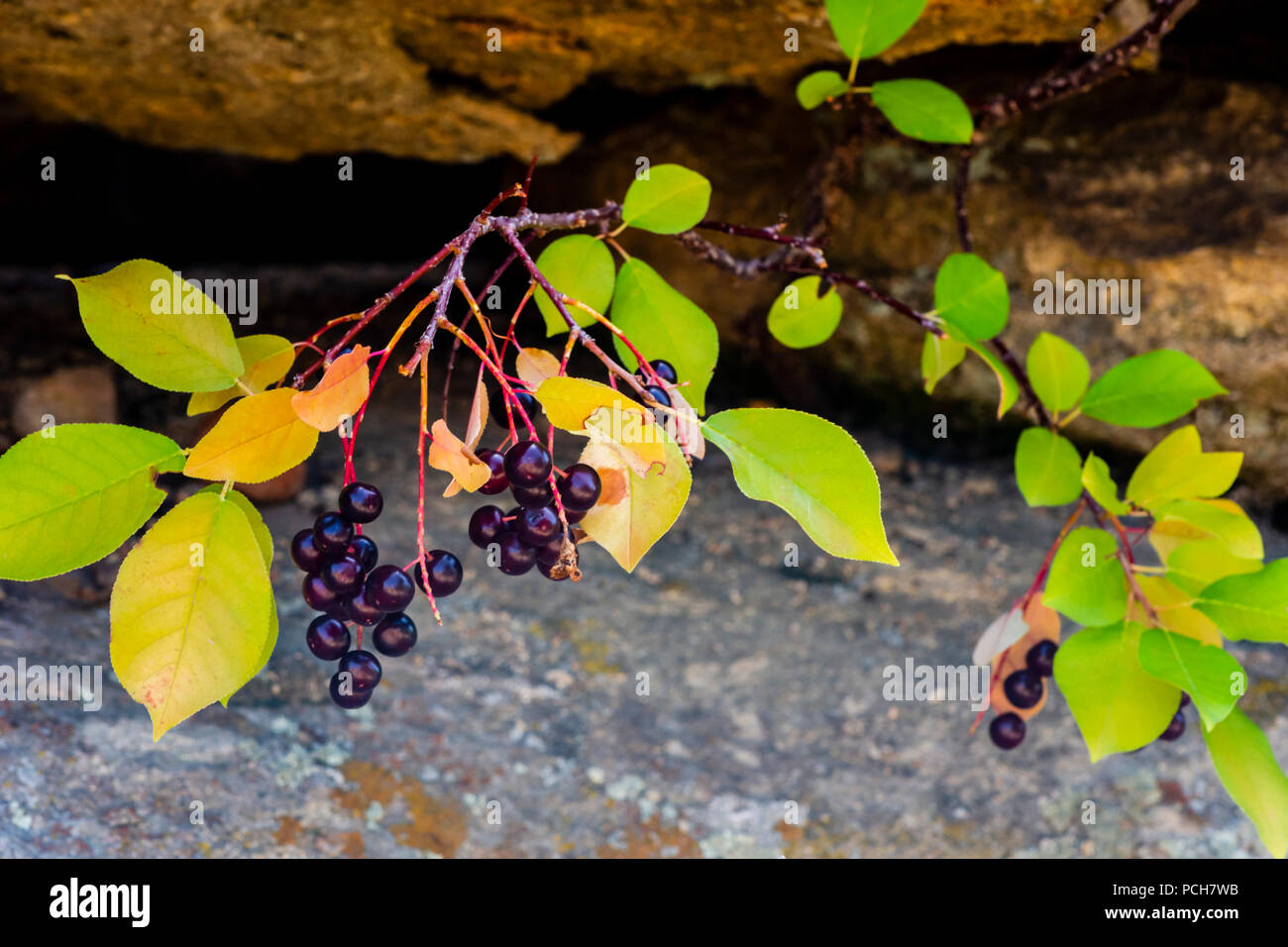 Wild Western Chokecherry crescente tra formazione di roccia, Mesa Gateway Open Space Park, COLORADO US. Foto Stock