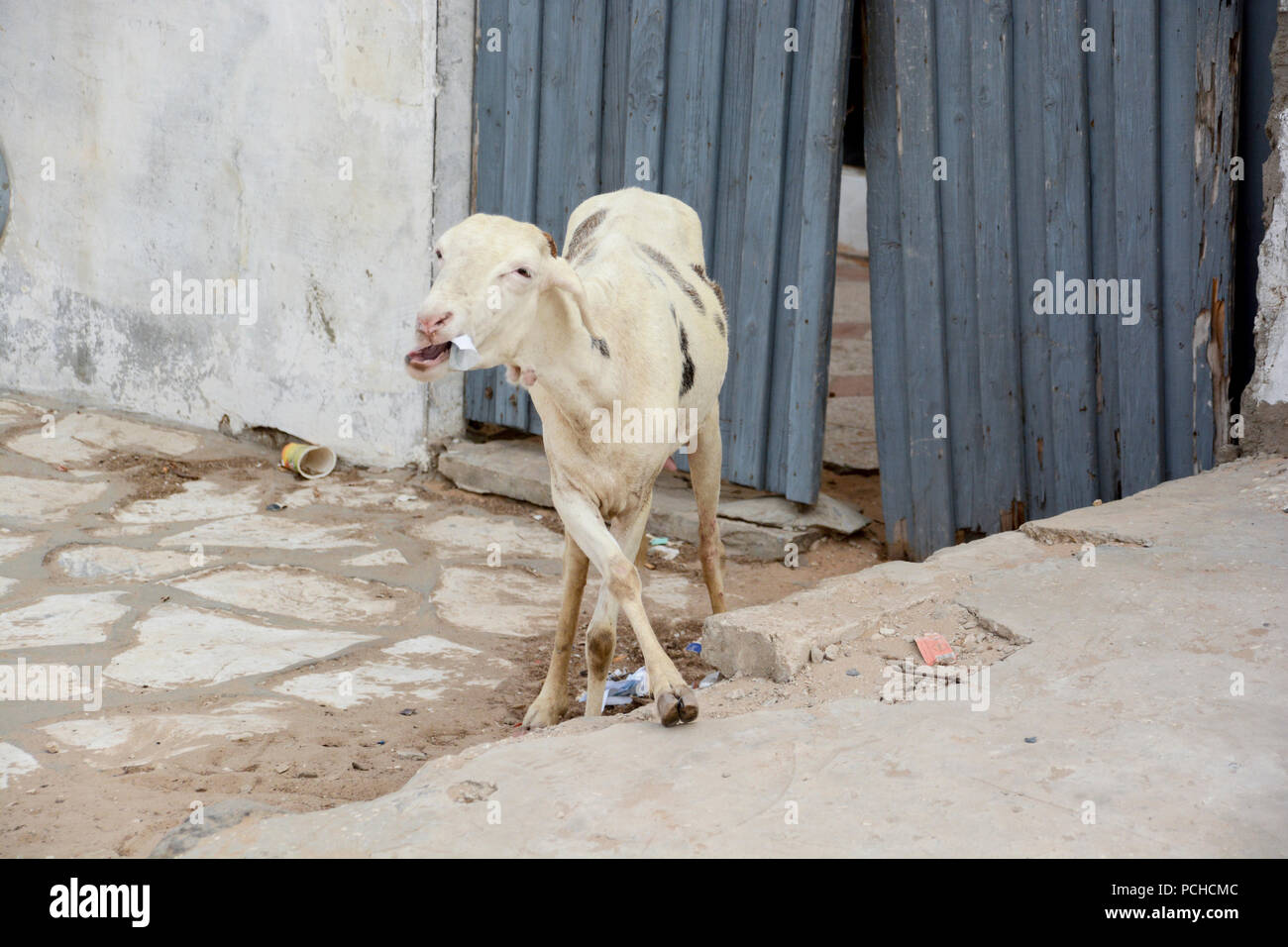 Affamato di capra senegalese è mangiare la carta in Yoff Dakar, Senegal. Foto Stock