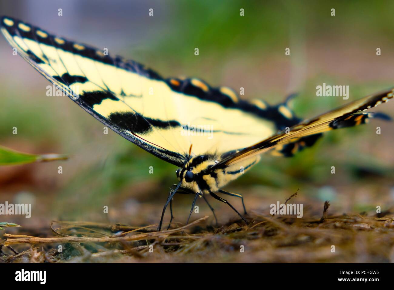 Giovane maschio tigre orientale Swallowtails copertura dopo una pioggia in cerca di ammino acidi da terra - Yates mulino Parcheggio contea in Raleigh North Carolin Foto Stock
