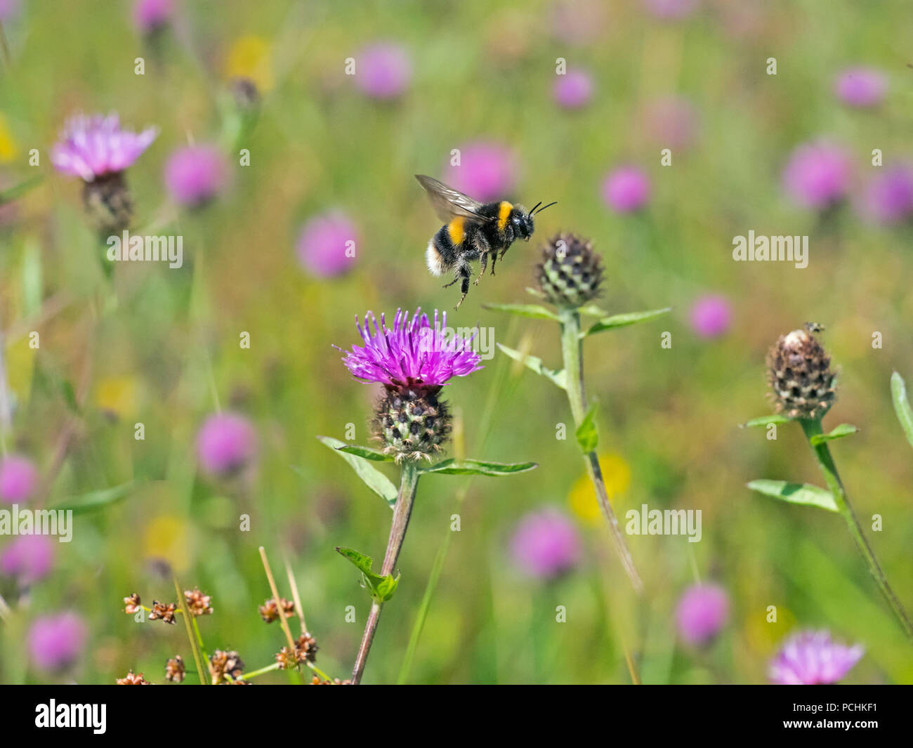 Giardino Bumblebee Bombus hortorum alimentando il fiordaliso estate Foto Stock