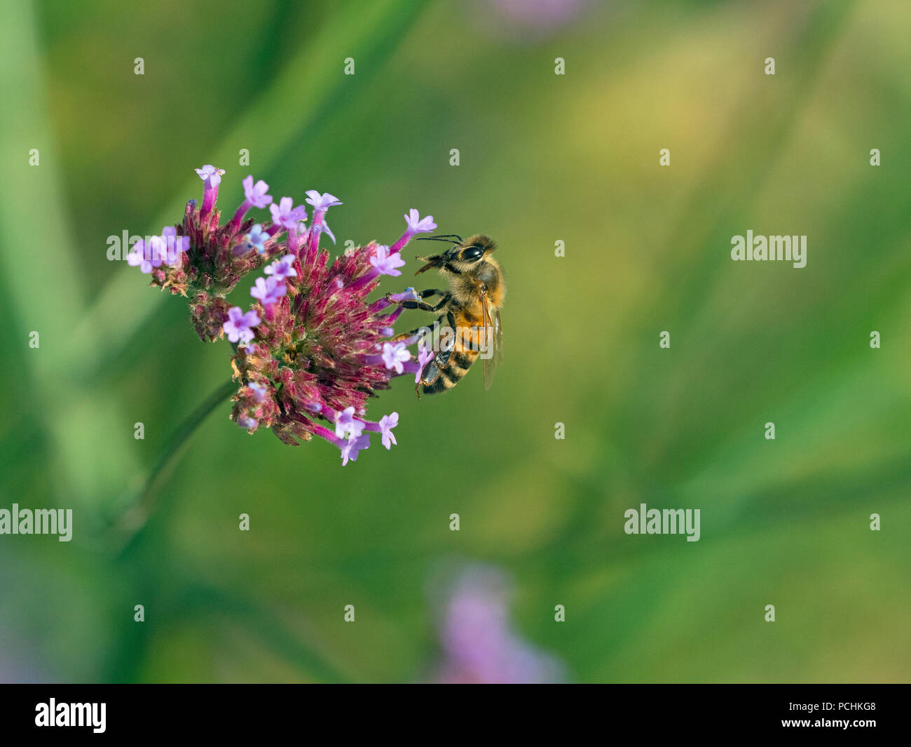 Honeybee lavoratore Apis mellifera avanzamento sul giardino di fiori di verbena Foto Stock