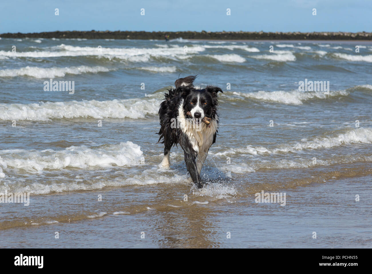 Border Collie cane godersi il tempo giocando in mare a Conwy sands beach, Llandudno, il Galles del Nord. Foto Stock