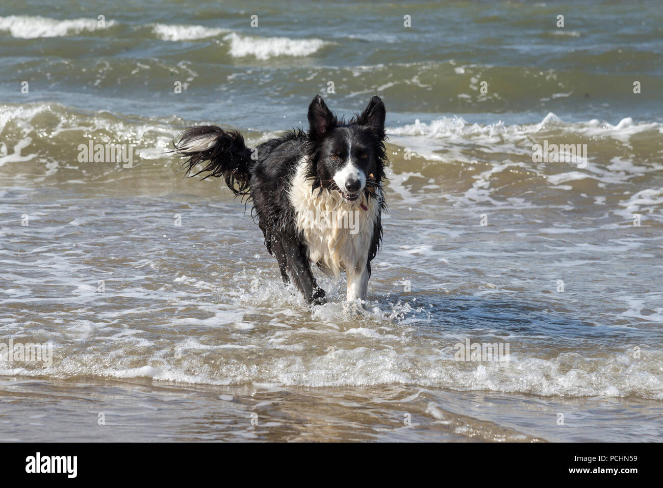 Border Collie cane godersi il tempo giocando in mare a Conwy sands beach, Llandudno, il Galles del Nord. Foto Stock
