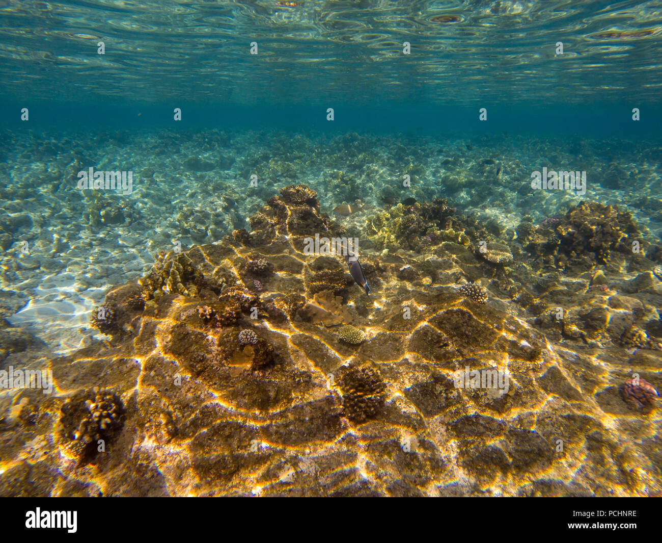 Coral reef parete da oceano blu abisso. Paesaggio sottomarino. La fauna e la flora della costa tropicale. Coral reef foto subacquee. Snorkeling nei tropichi. Esotico Foto Stock