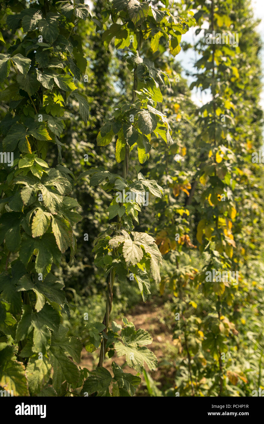 Verdi campi di luppolo Foto Stock