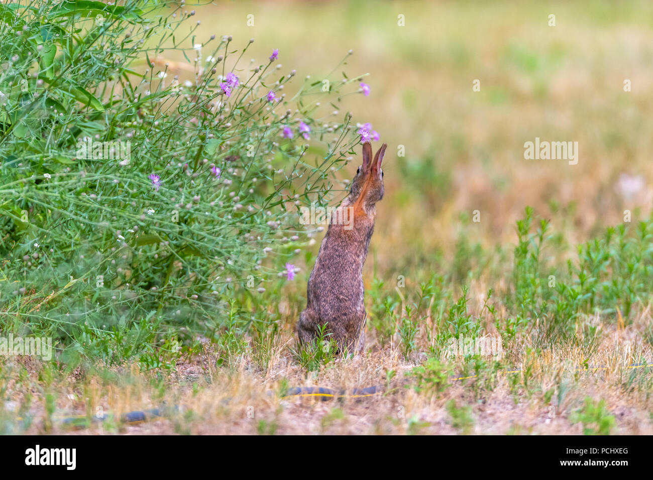 Orientale coniglio silvilago (Sylvilagus floridanus) fotografato da dietro che mostra come il posizionamento degli occhi permettono di quasi 360 gradi di visione. Foto Stock