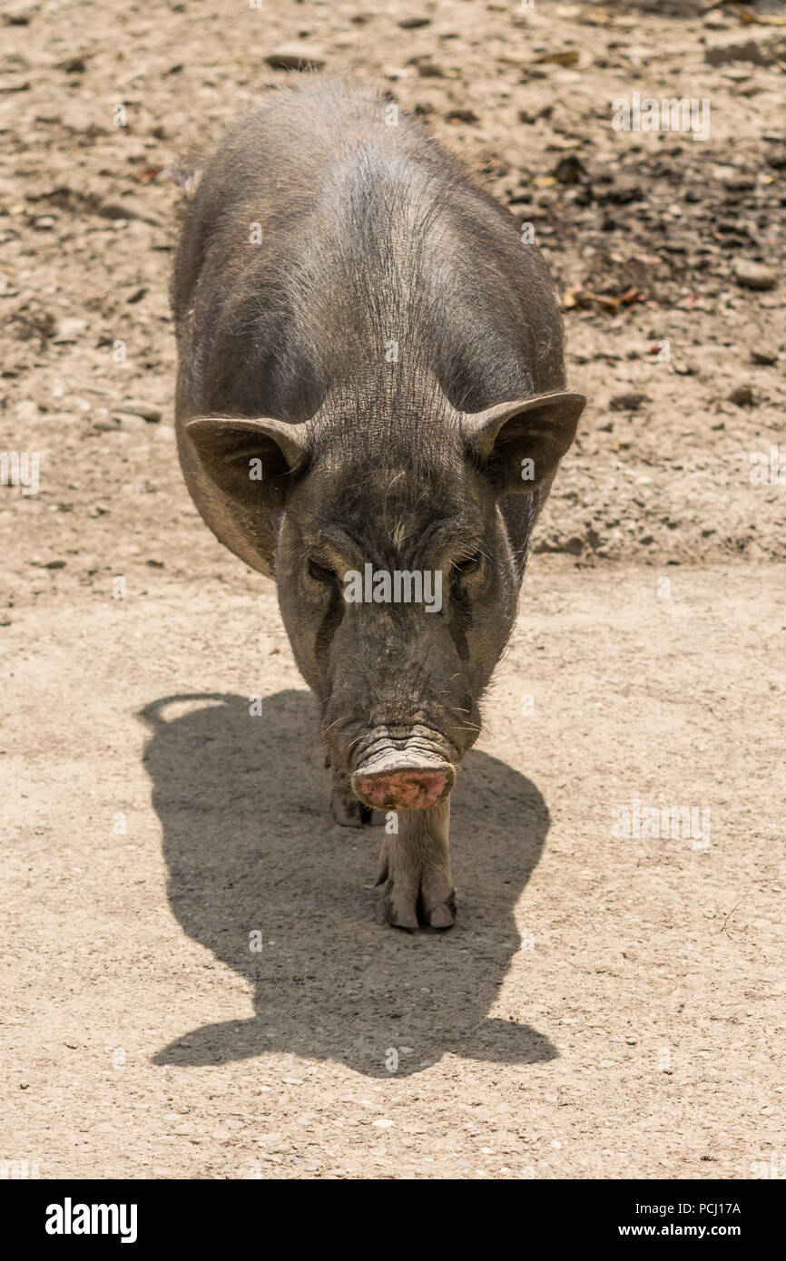 Un vaso panciuto Suino (Sus scrofa) - MAIALE vietnamita Foto Stock