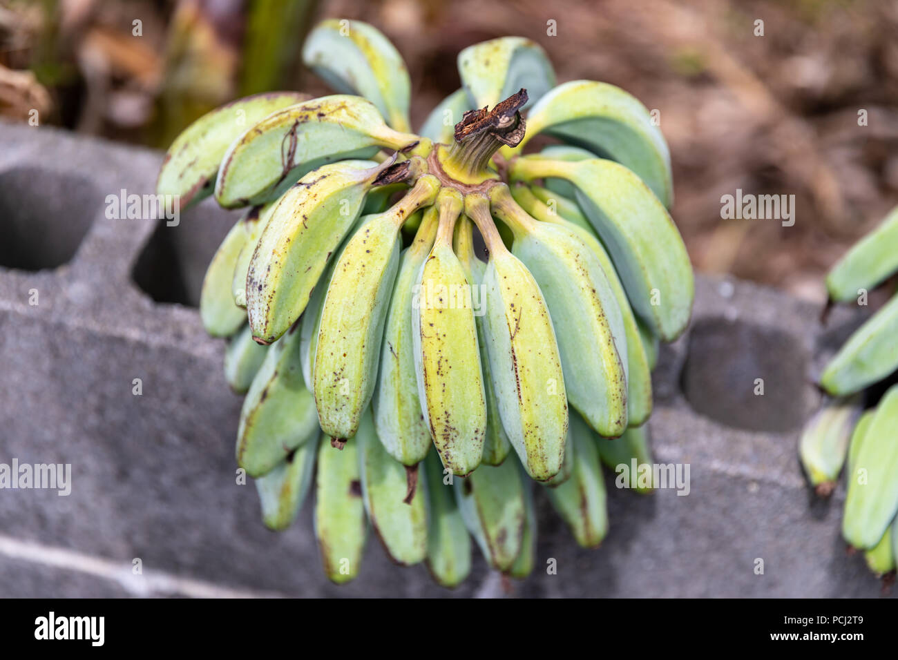 Grappolo di banane selvatico (Musa balbisiana); Yomitan, Okinawa, in Giappone Foto Stock