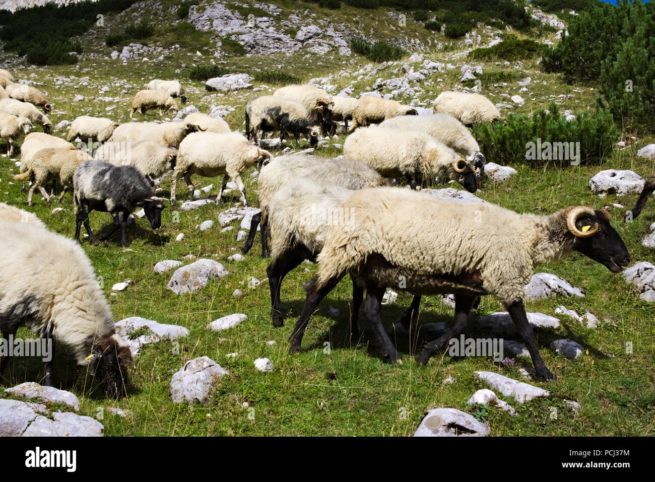 Un gregge di montoni di pascolare su una montagna rocciosa prato Foto Stock