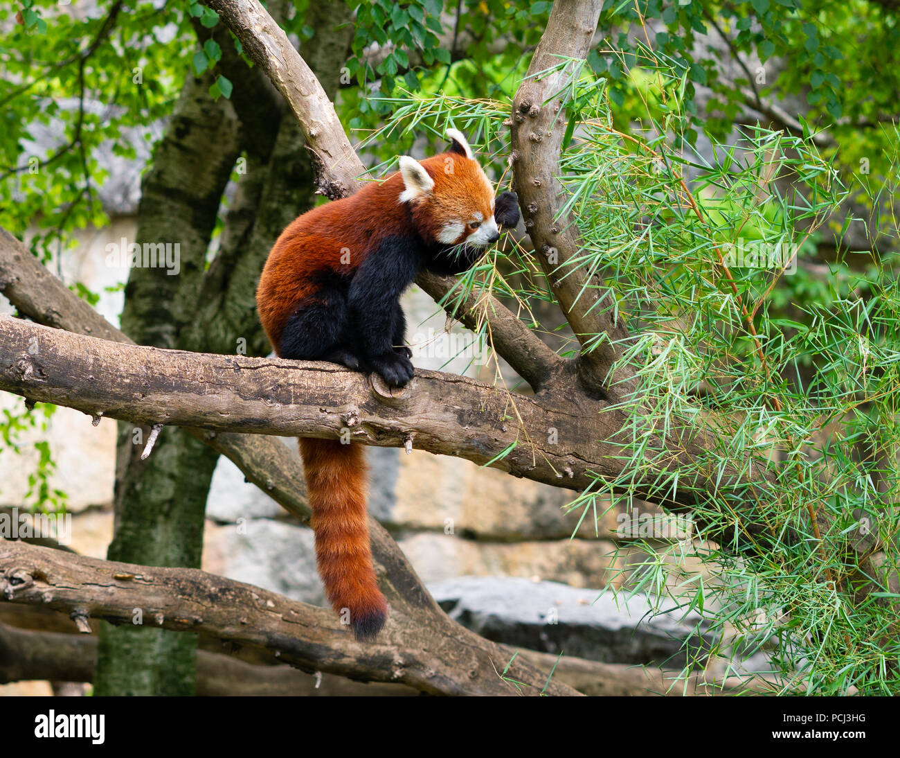 Panda rosso Ailurus fulgens o panda minore di mangiare le foglie di bambù sul ramo di albero Foto Stock