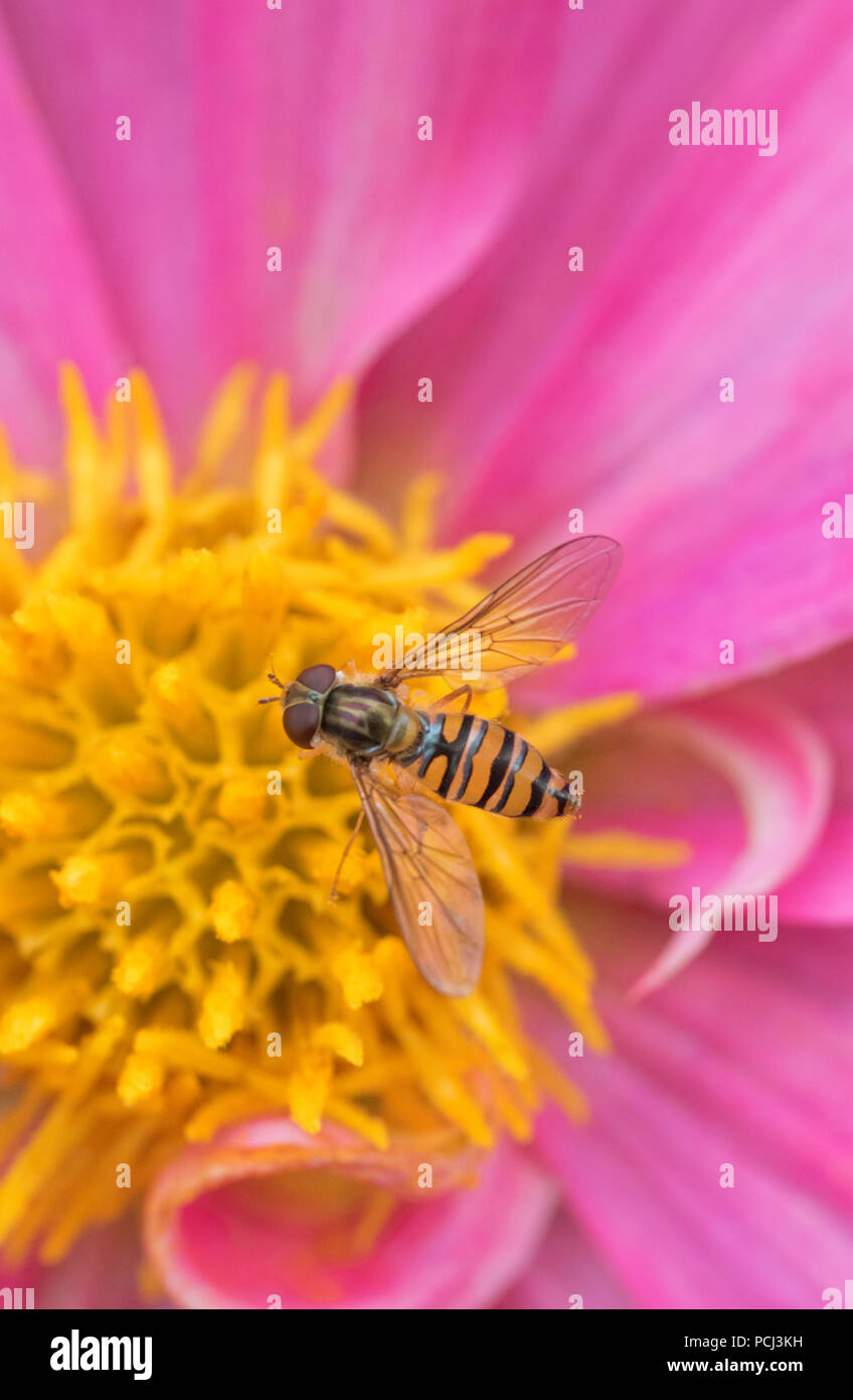 Hoverfly su una dalia, England, Regno Unito Foto Stock