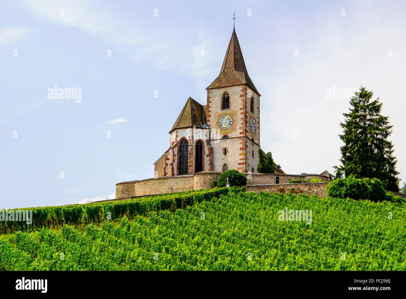 Chiesa in Hunawihr circondata da una cinta muraria e vigneti, Alsazia, Francia. Foto Stock