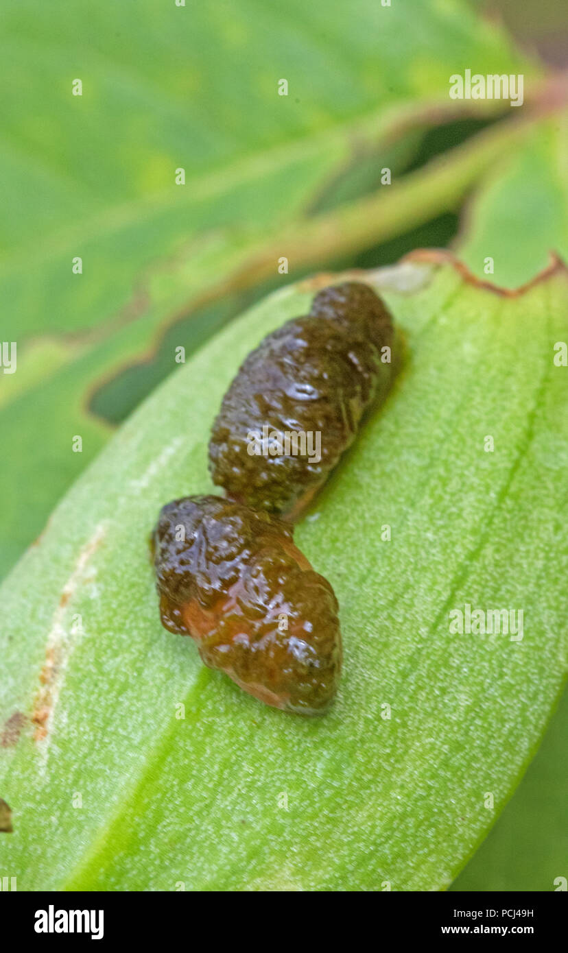 Scarlet lily beetle larvae (Lilioceris lilii) su un giglio Foglia. Inghilterra, Regno Unito Foto Stock