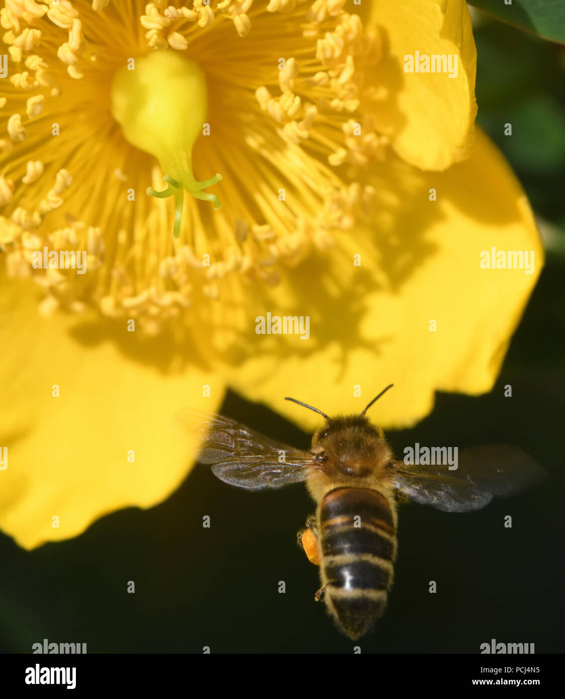 Un miele delle api (Apis mellifera) con il polline ceste, corbiculae, ben caricato con il polline si avvicina a un giallo fiore di Hypericum. Bedgebury Forest, Hawkhur Foto Stock