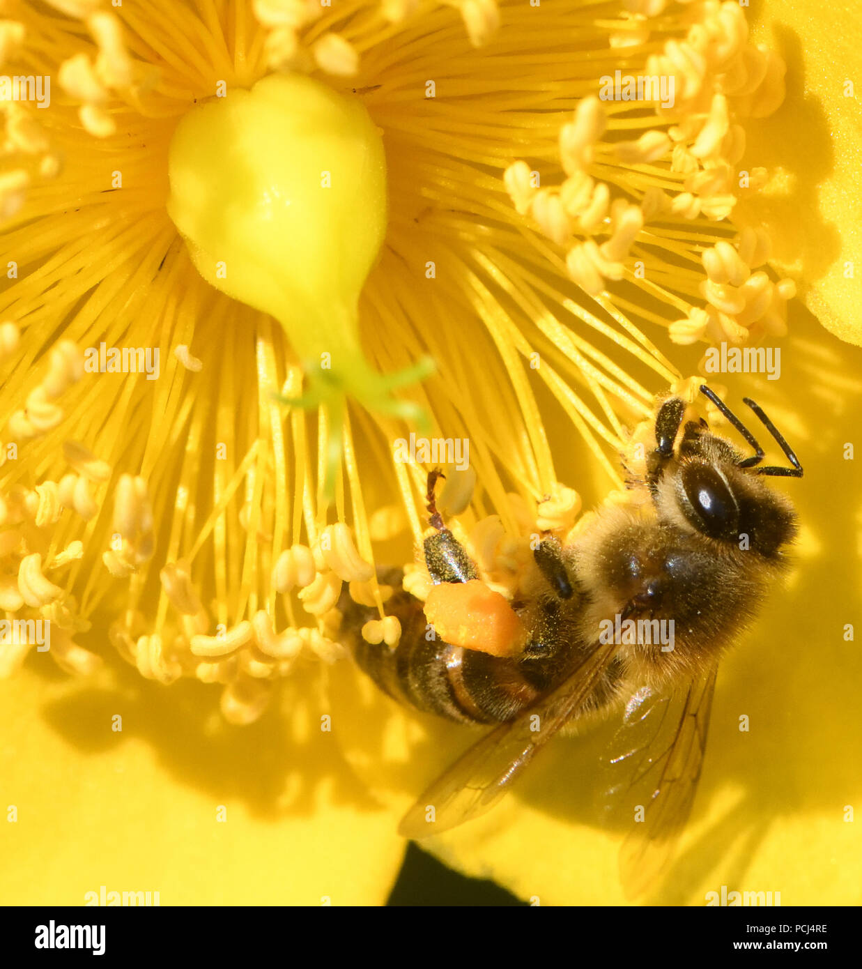 Un miele delle api (Apis mellifera) con il polline ceste, corbiculae, ben caricato con il polline in un giallo fiore di Hypericum. Bedgebury Forest, Hawkhurst, Kent, Foto Stock