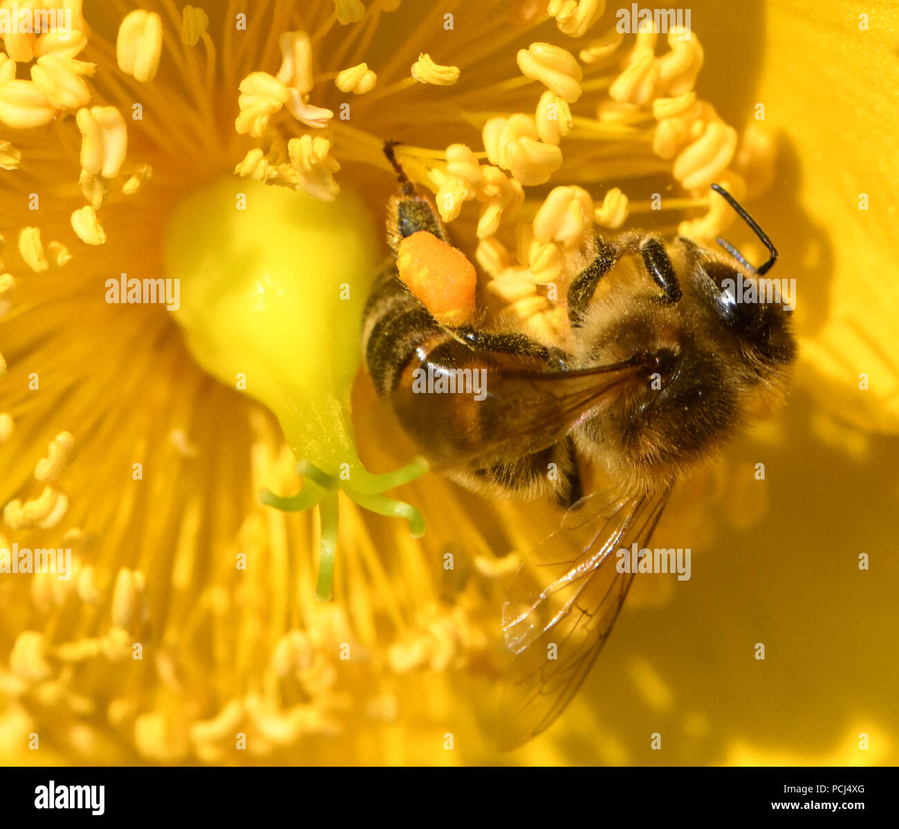 Un miele delle api (Apis mellifera) con il polline ceste, corbiculae, ben caricato con il polline in un giallo fiore di Hypericum. Bedgebury Forest, Hawkhurst, Kent, Foto Stock