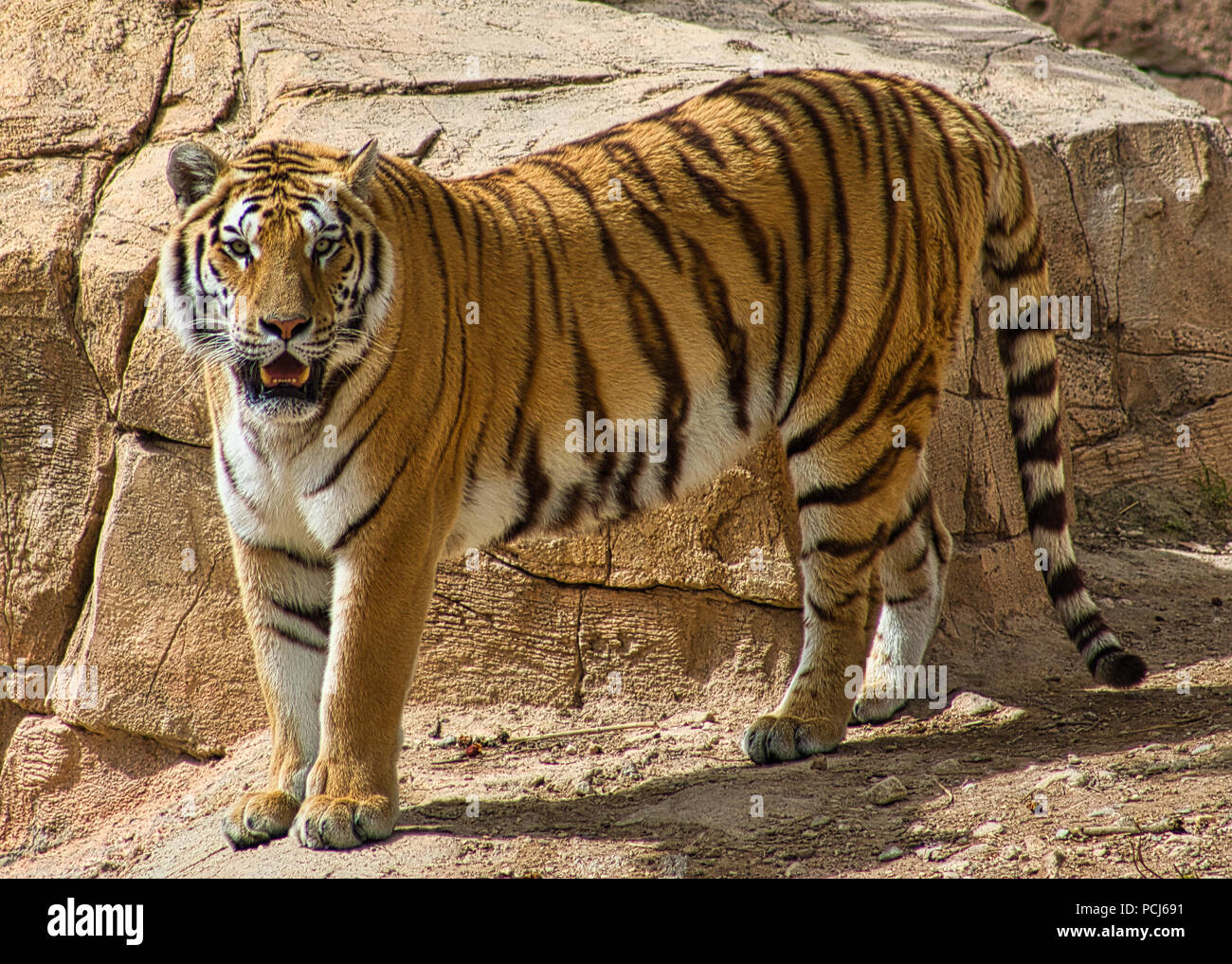 Zoo, tigre, tigre del Bengala, animali esotici, selvatici, gatti selvatici, giungla, in via di estinzione, strisce, ritratto, esotico, captive, animale Foto Stock