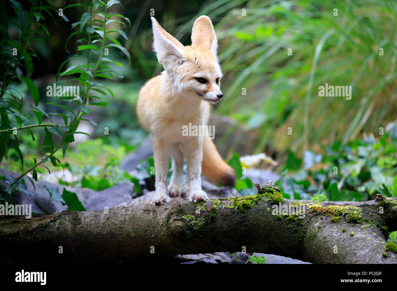 Fennec, adulto, Africa (Vulpes vulpes zerda) Foto Stock