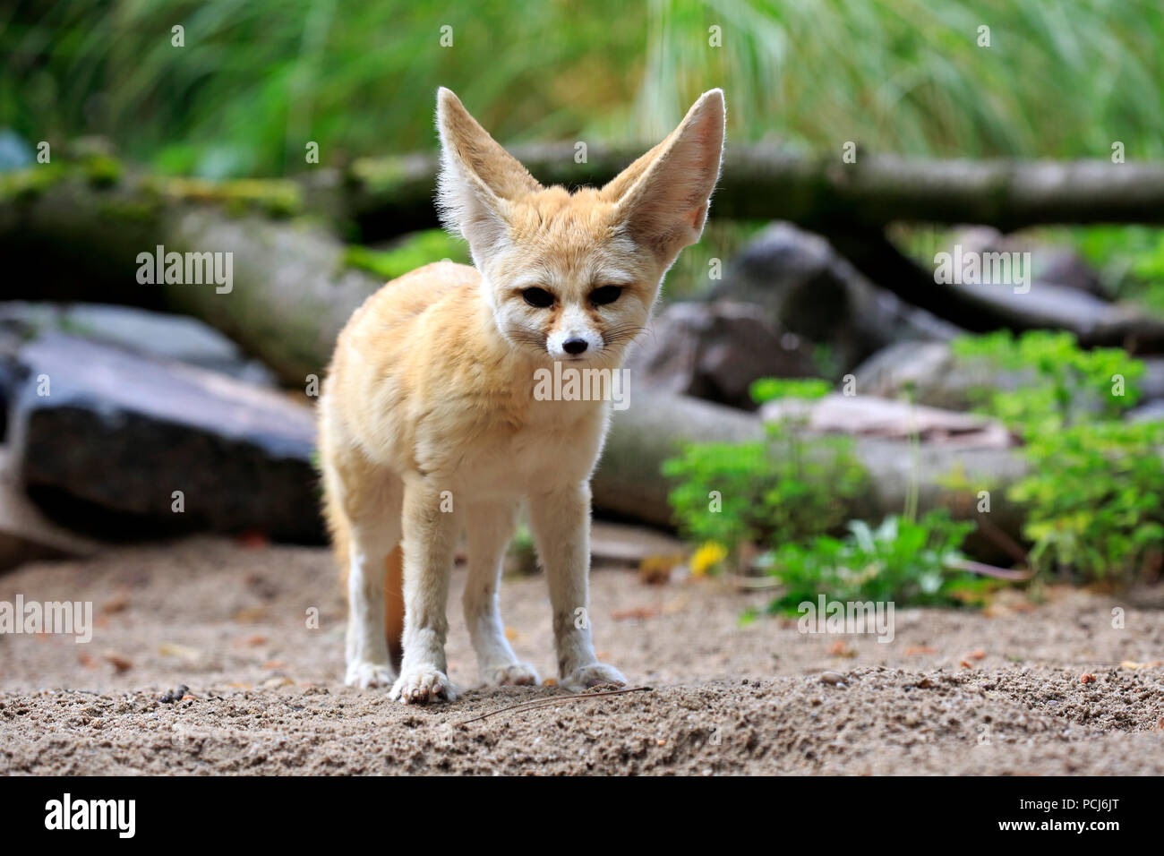 Fennec, adulto, Africa (Vulpes vulpes zerda) Foto Stock